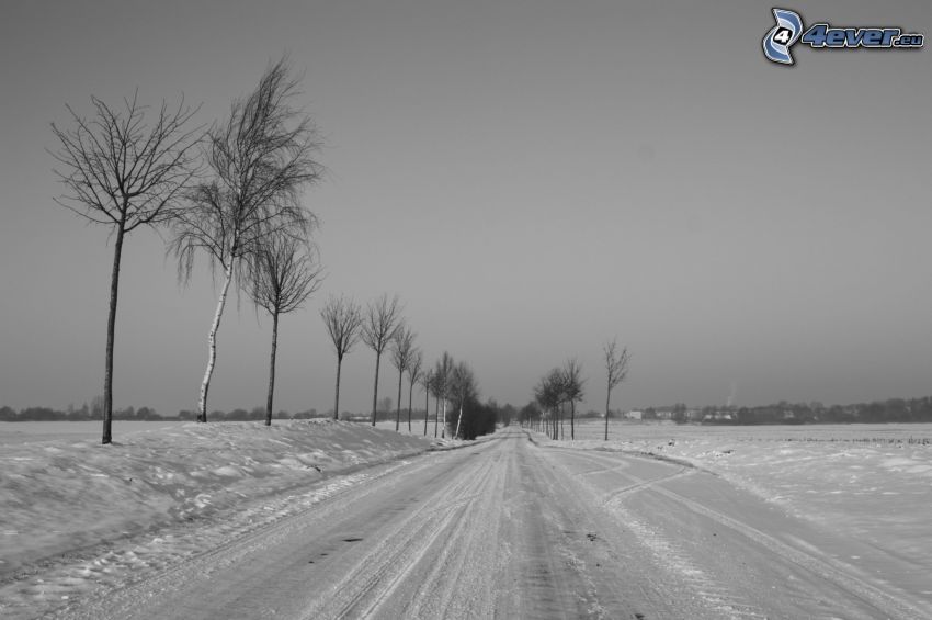 strada innevata, neve, alberi