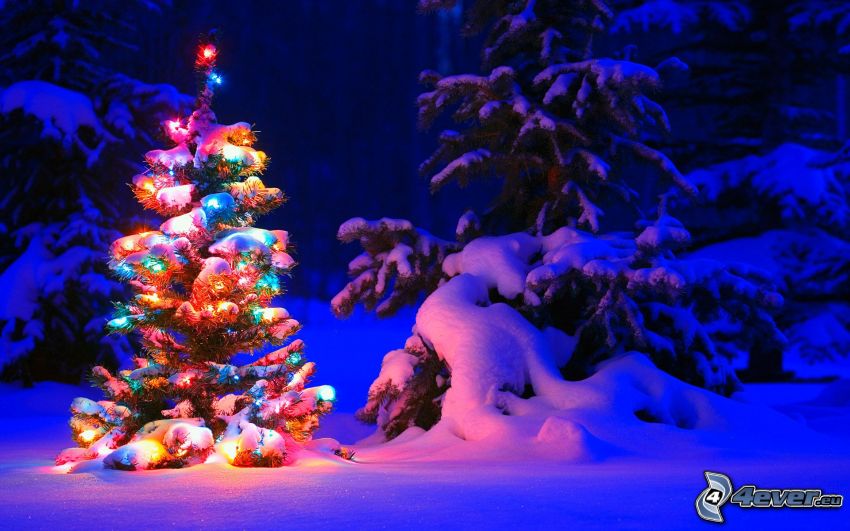 albero di Natale, alberi coperti di neve