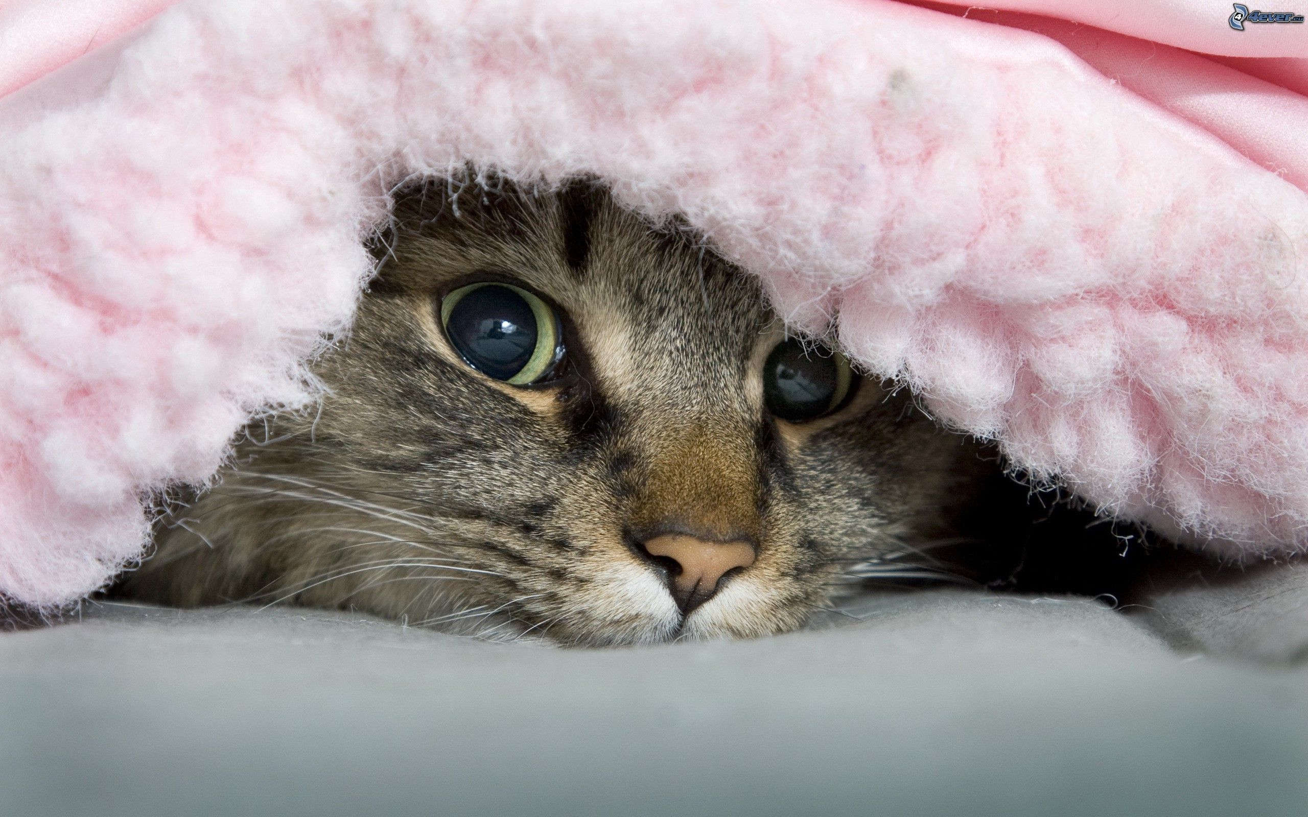 Gatto sotto una coperta