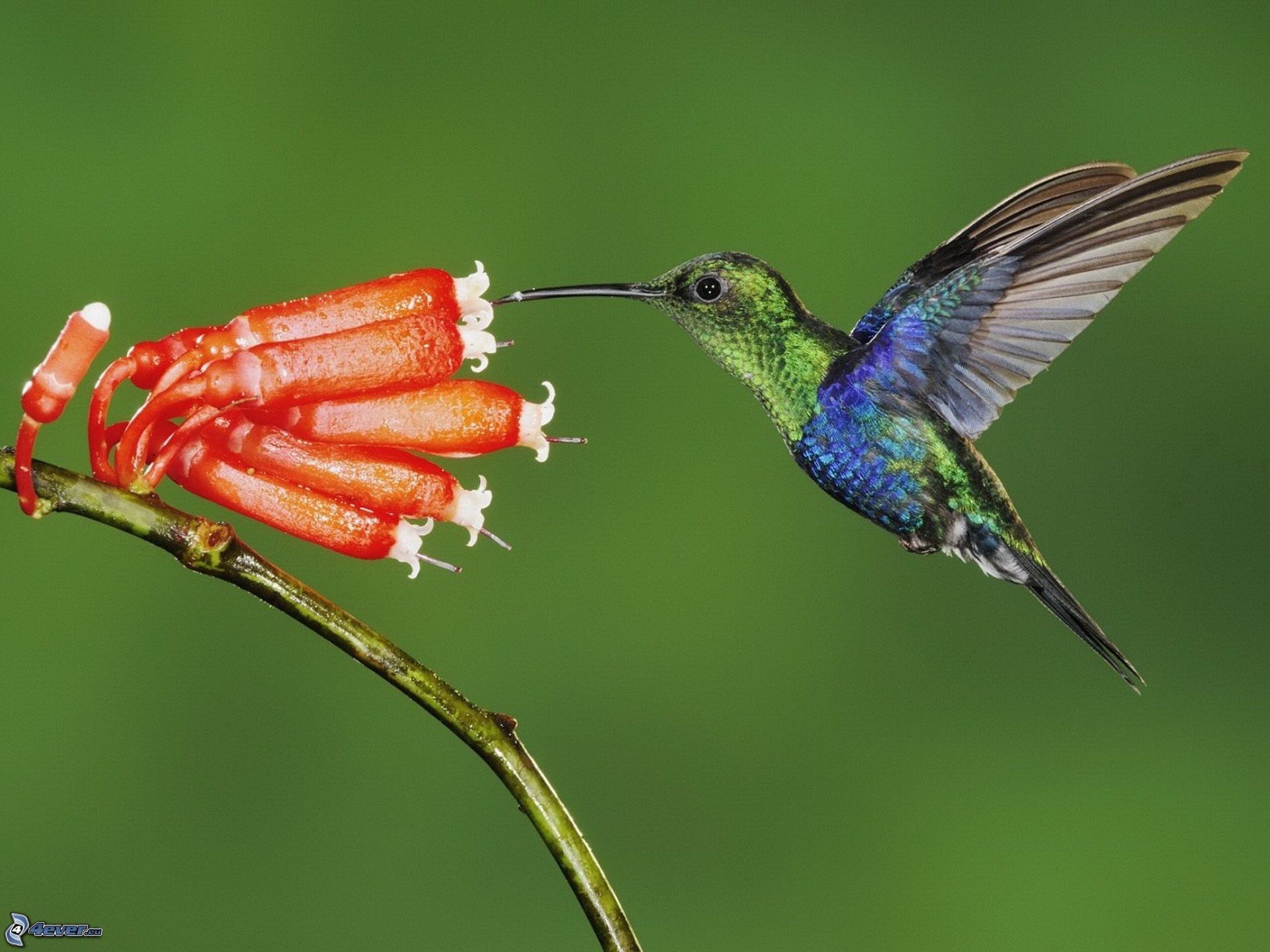 Colibri fiore di ciliegio Tessuto al metro raso colibrì 