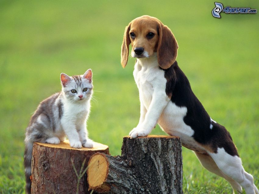 beagle kiskutya, macska, fatönk