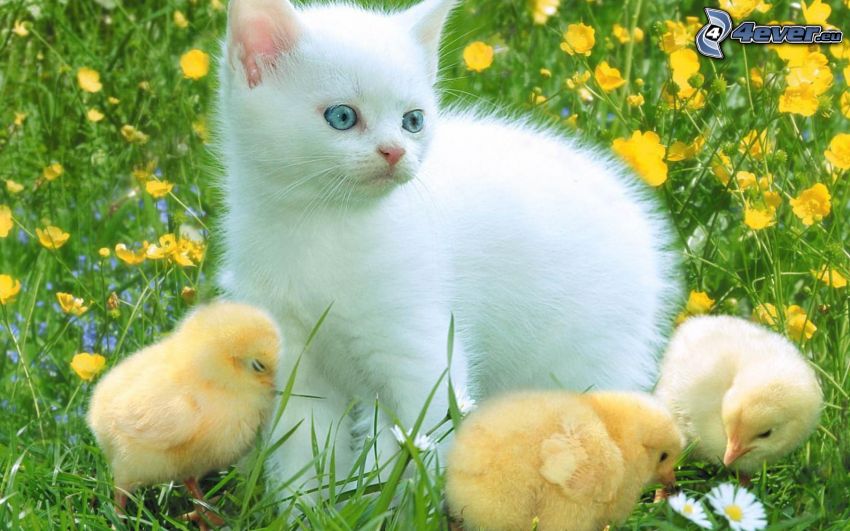fehér macska, kiscsibék, sárga virágok