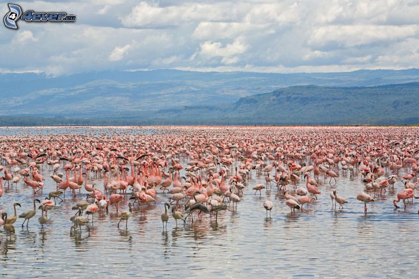 flamingók, Nakuru, hegyvonulat
