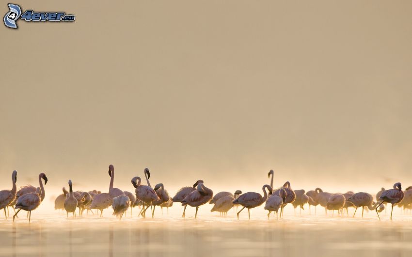 flamingók