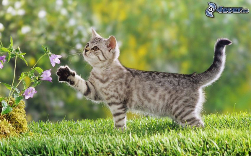 játékos cica, lila angol harangok, fű