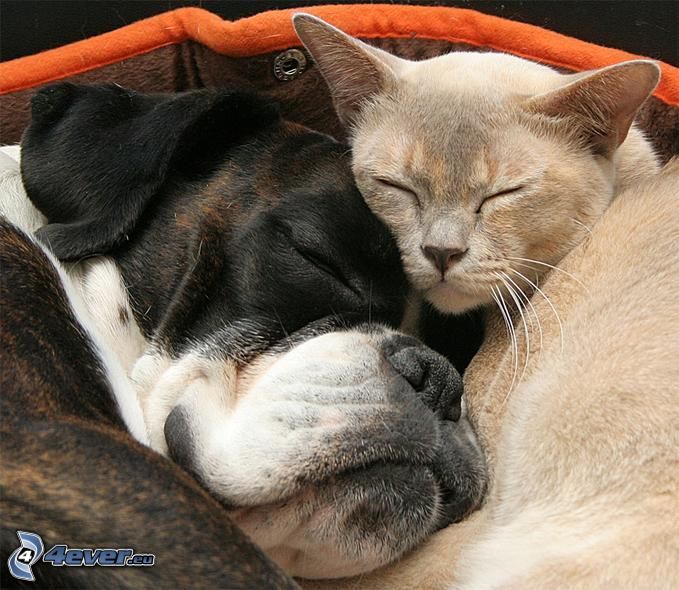 kutya és macska, alvás