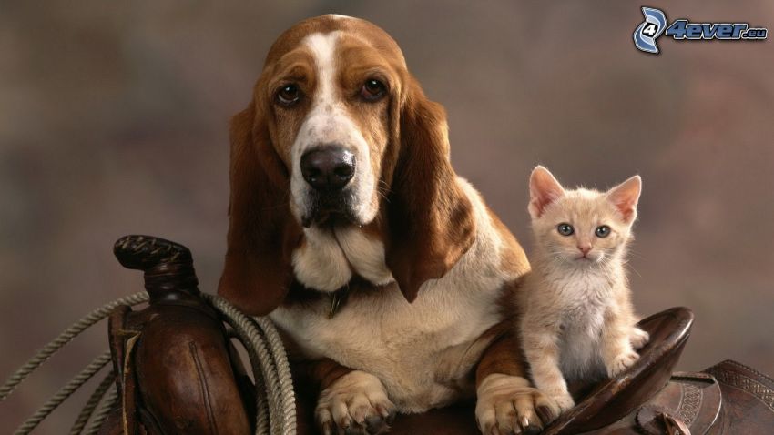 kutya és macska, basset