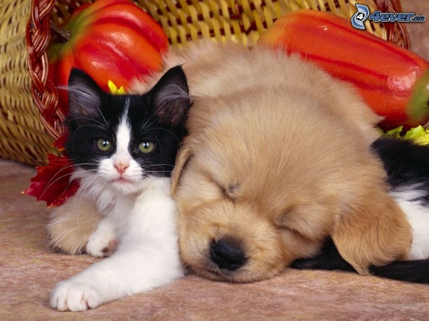 kutya és macska, kosár, alvás