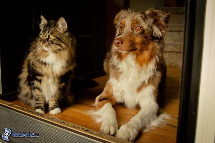 kutya és macska