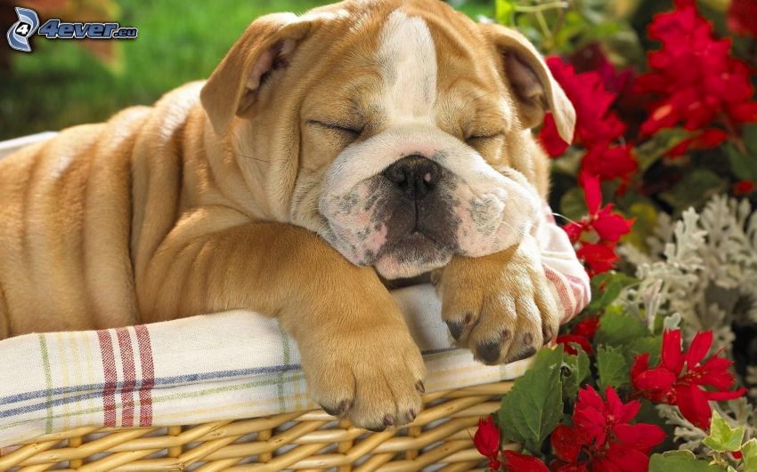 Angol buldog, bulldog kiskutya, alvó kutya, kutya a kosárban, virágok