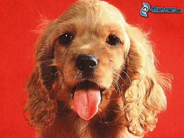 barna kutya, kiöltött nyelv