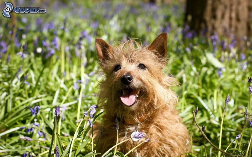 barna kutya, lila virágok