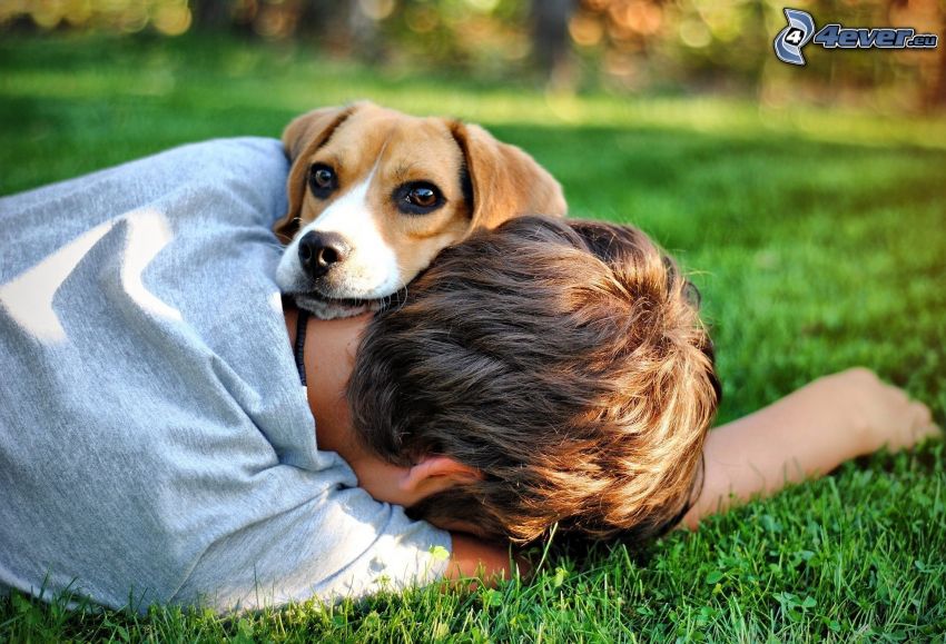 beagle, fiú, pihenés, gyep