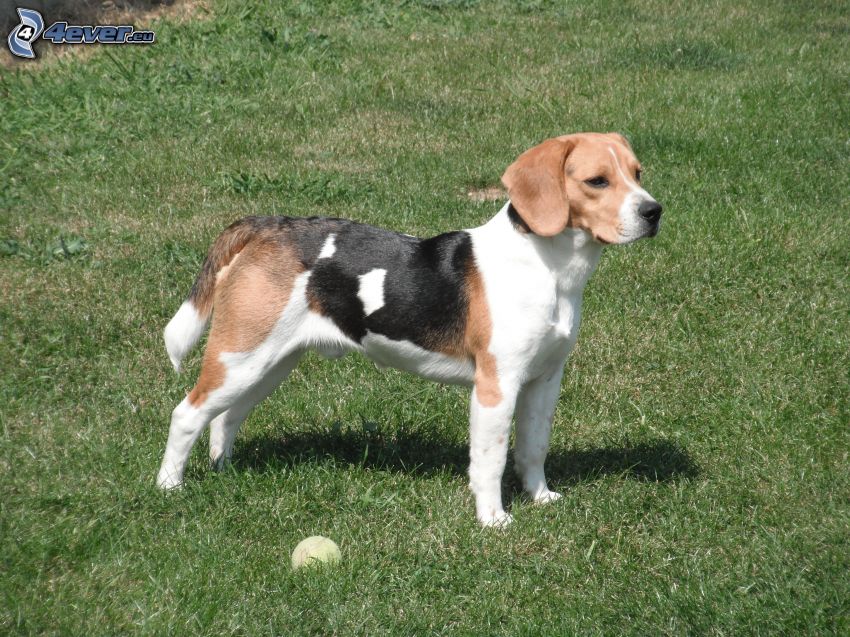 beagle, fű