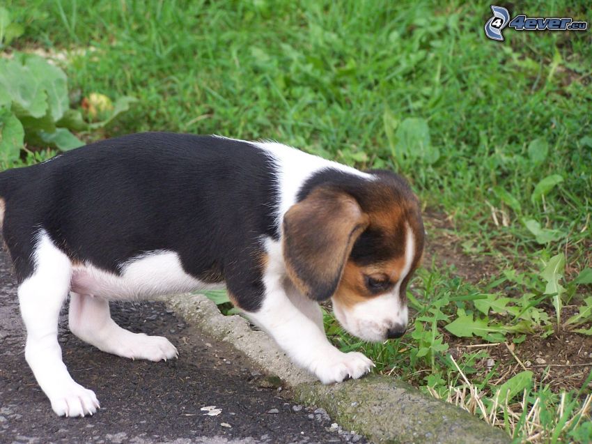 beagle, kölyökkutya