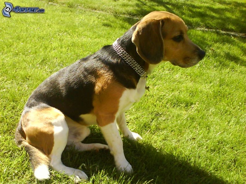 beagle, kutya a fűben, nyakörv