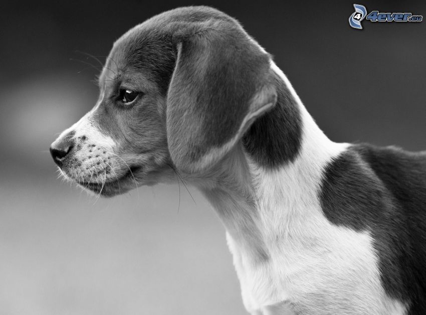 beagle kiskutya, fekete-fehér