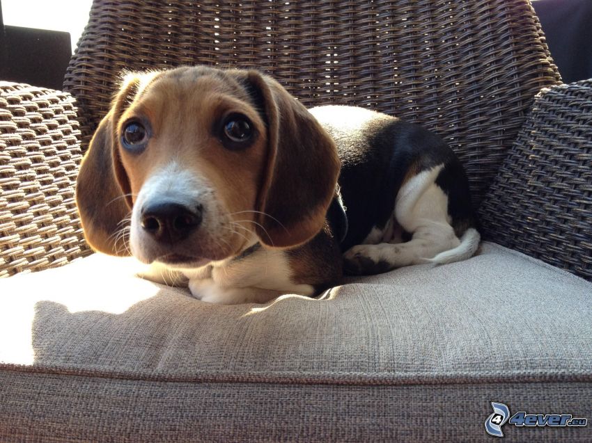 beagle kiskutya, fotel, kutya nézés