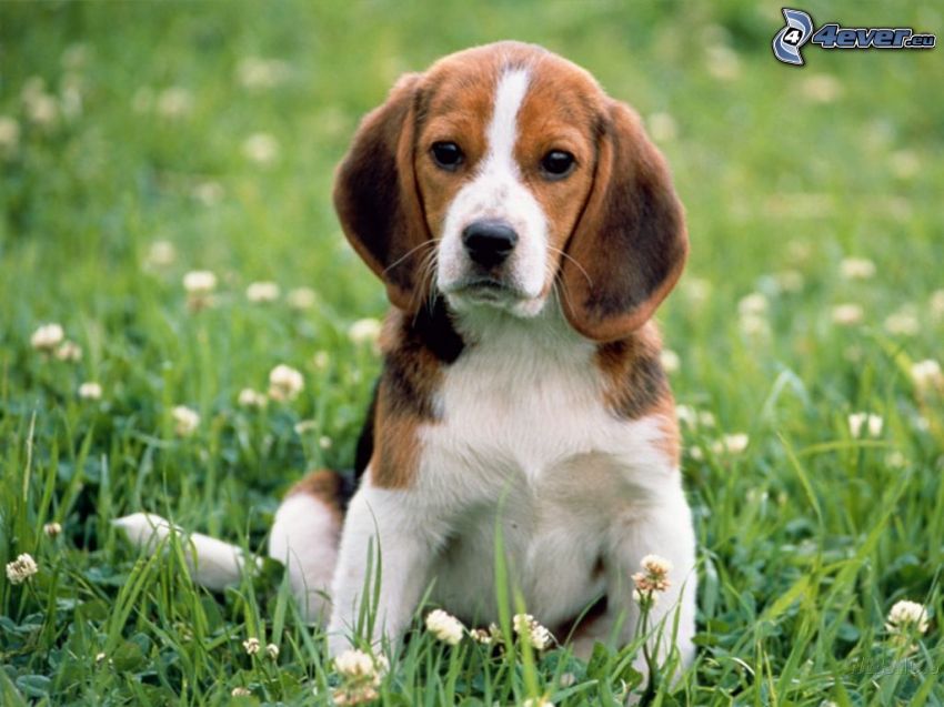 beagle kiskutya, fű