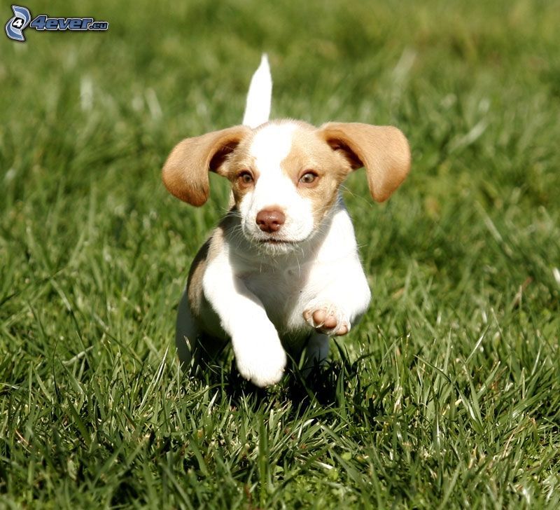 beagle kiskutya, futás, fű