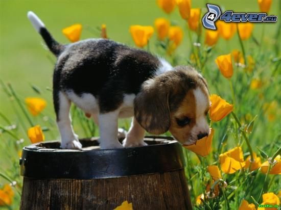 beagle kiskutya, hordó, virágok