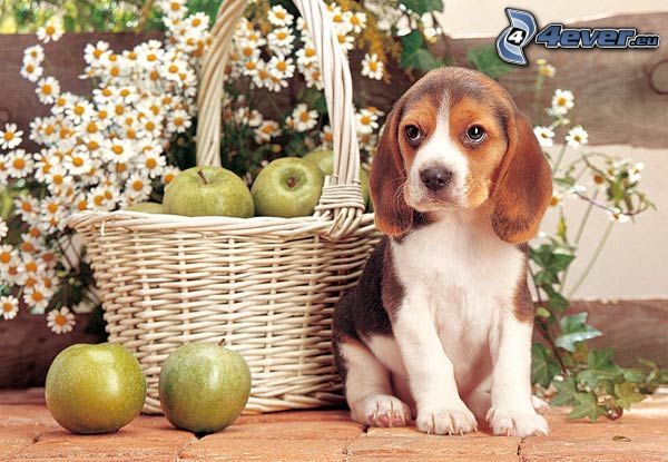 beagle kiskutya, kosár, almák