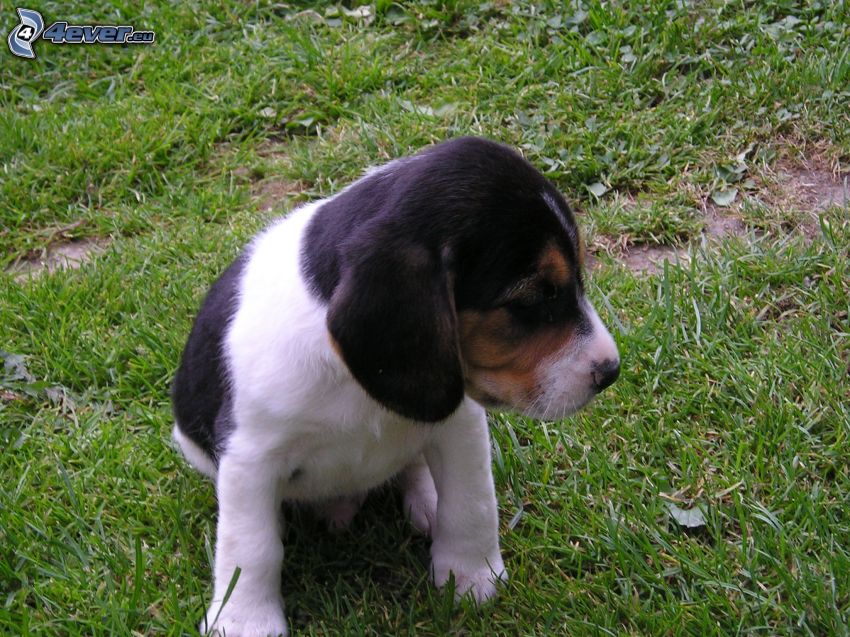 beagle kiskutya, kutya a fűben