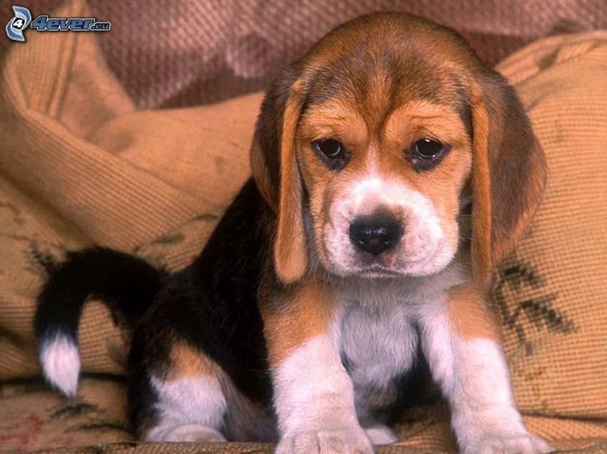 beagle kiskutya, kutya az ágyon