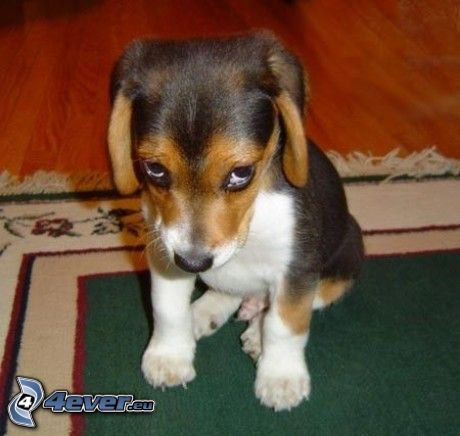 beagle kiskutya, szomorú kutya, kutya nézés
