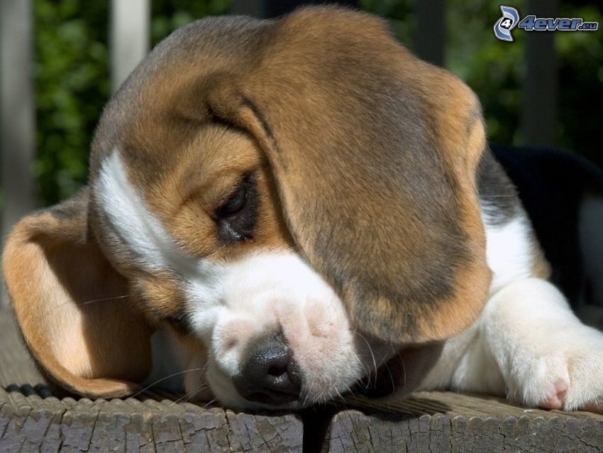 beagle kiskutya