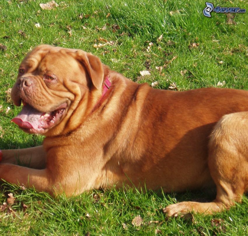 Bordeaux-i dog, kiöltött nyelv, pihenés