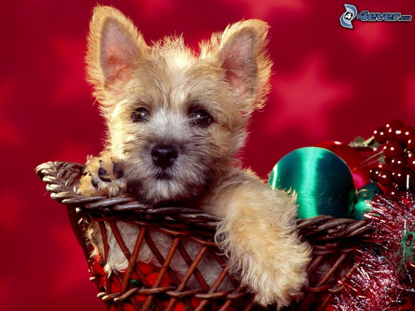 Cairn terrier, gömb karácsonyfadísz, kiskutya a kosárban