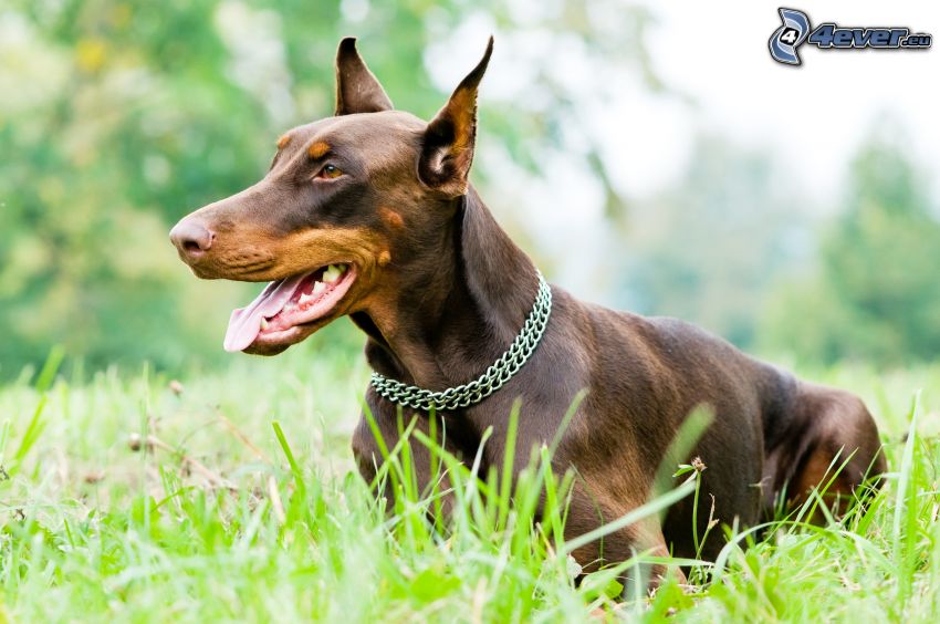 dobermann, kiöltött nyelv, kutya a fűben
