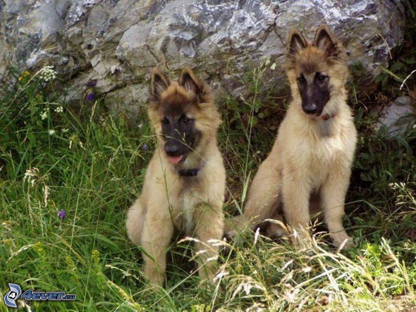 farkaskutya-kölyök, belga juhászkutya, fű, szikla