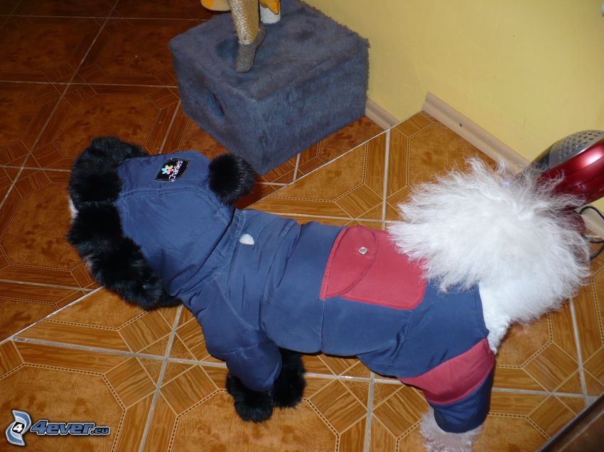 feöltöztetett kutya, kabát
