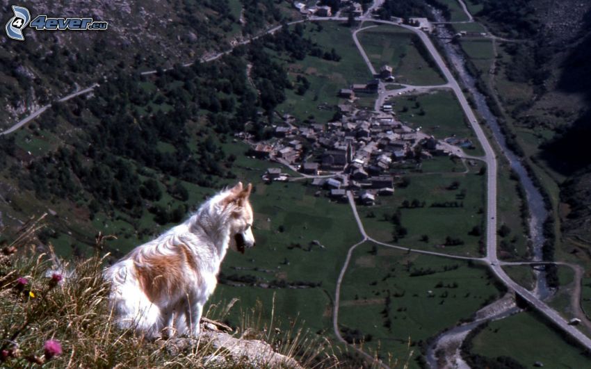 kutya, kilátás, falu a völgyben, hegyek