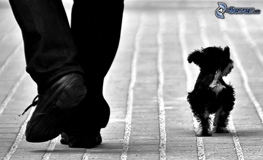 kutya, lábak, járda, fekete-fehér kép