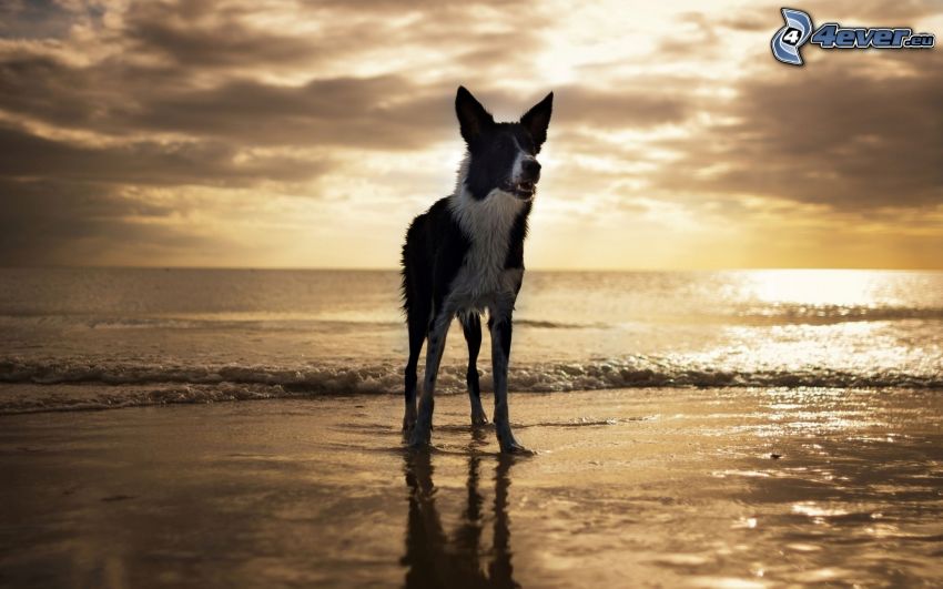 kutya, tenger