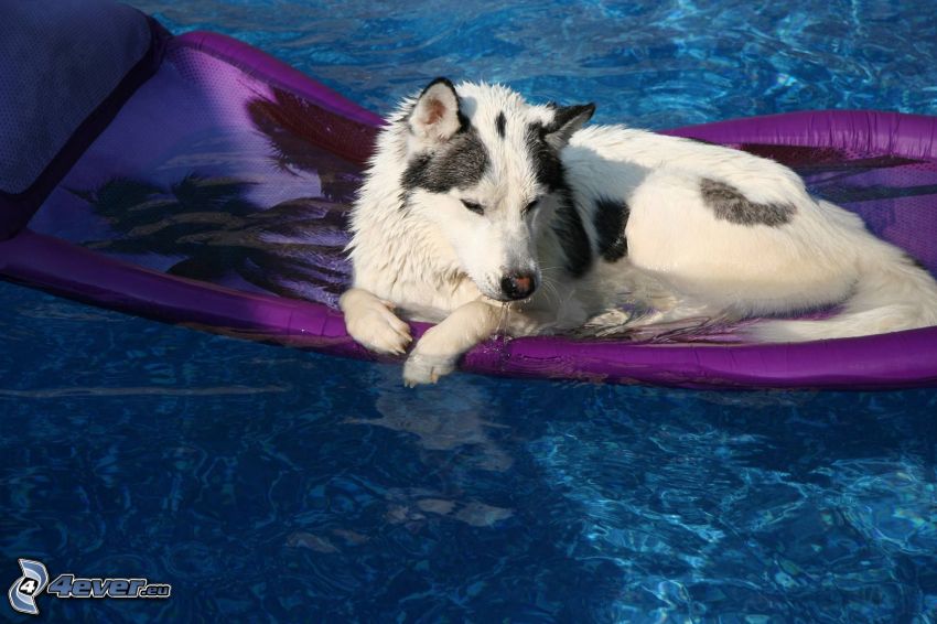 kutya, úszómatrac, víz, pihenés