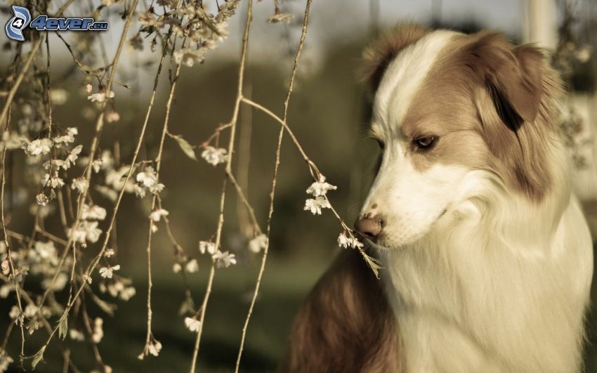 kutya, virágok, szépia