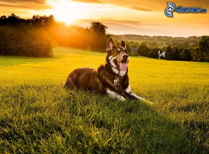 kutya a fűben, napnyugta