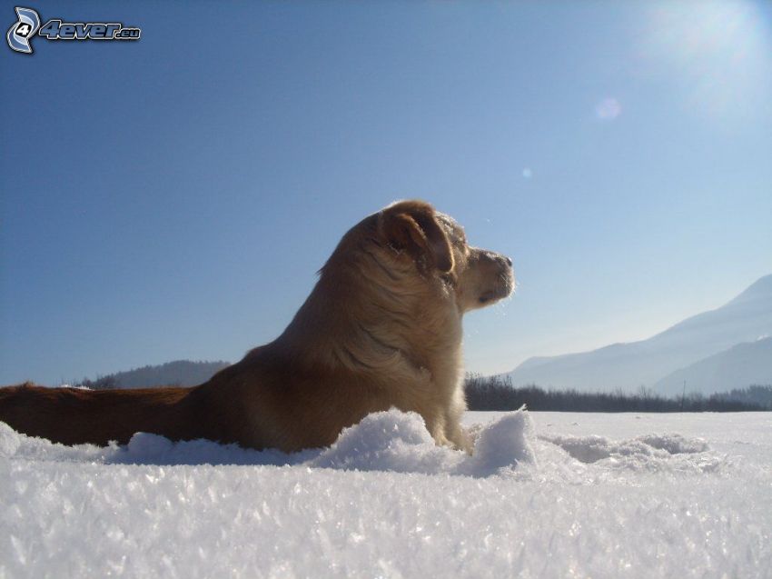 kutya a hóban