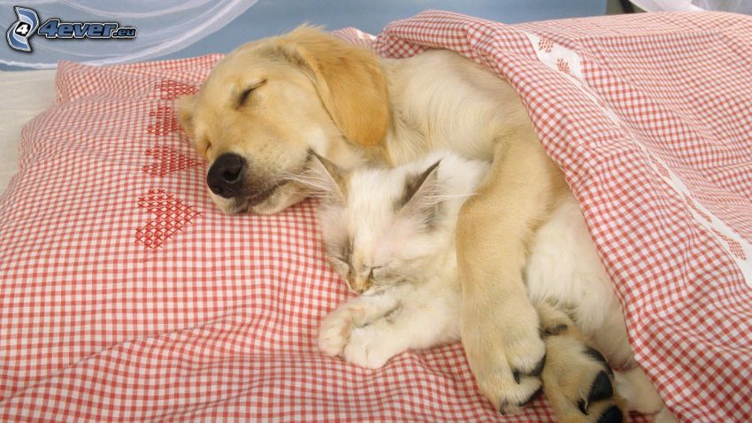 kutya és macska, alvás, párna, paplan