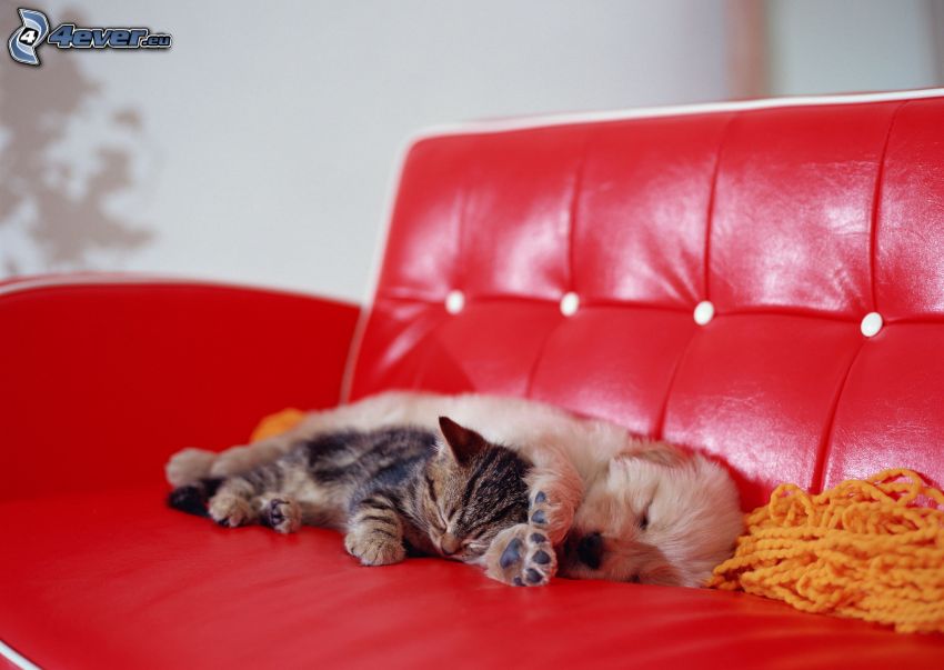 kutya és macska, alvó kölyökkutya, alvó cica, kanapé