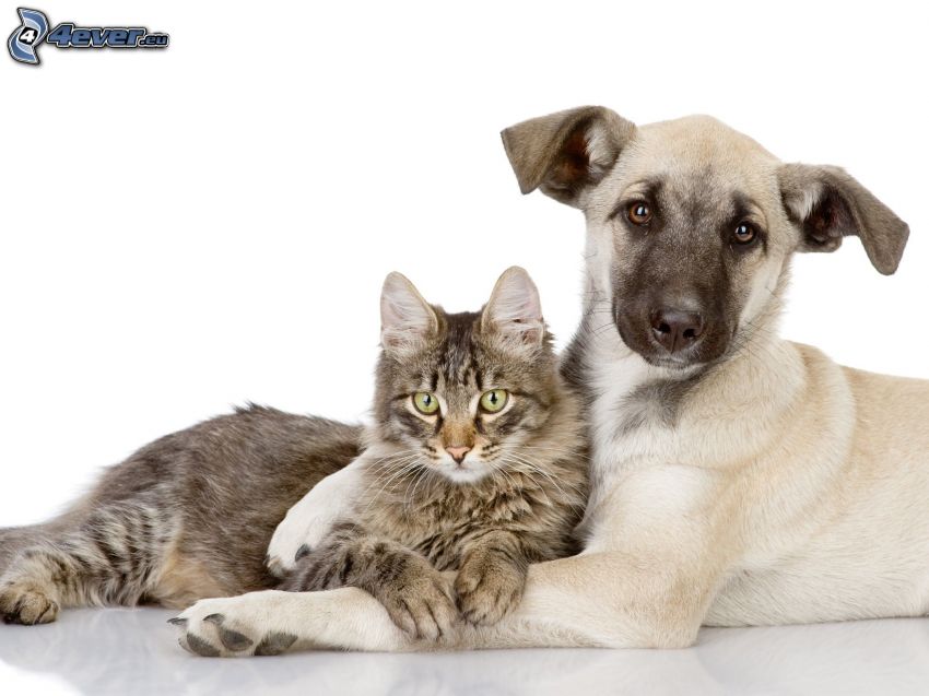 kutya és macska, barátság