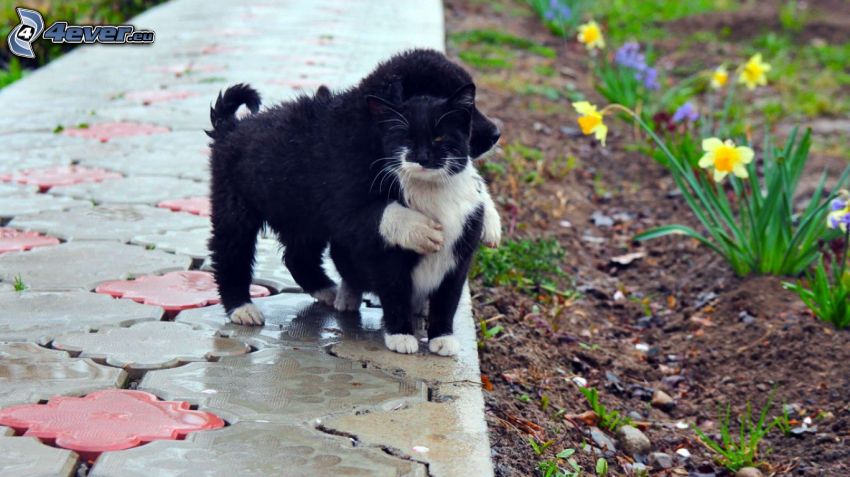 kutya és macska, kölyökkutya, feketefehér macska, fekete kiskutya, járda, nárciszok, ölelés