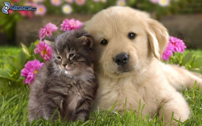 kutya és macska, labrador kölyök, fű, rózsaszín virágok