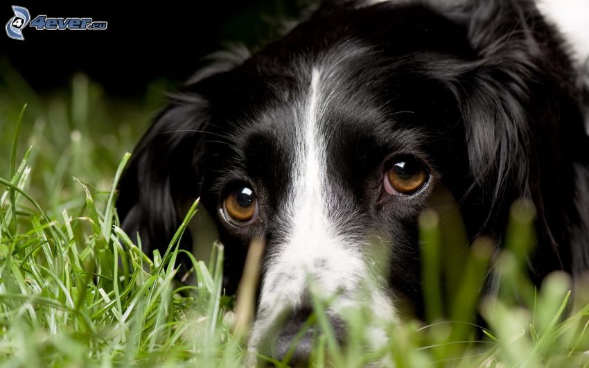 kutya nézés, kutya a fűben