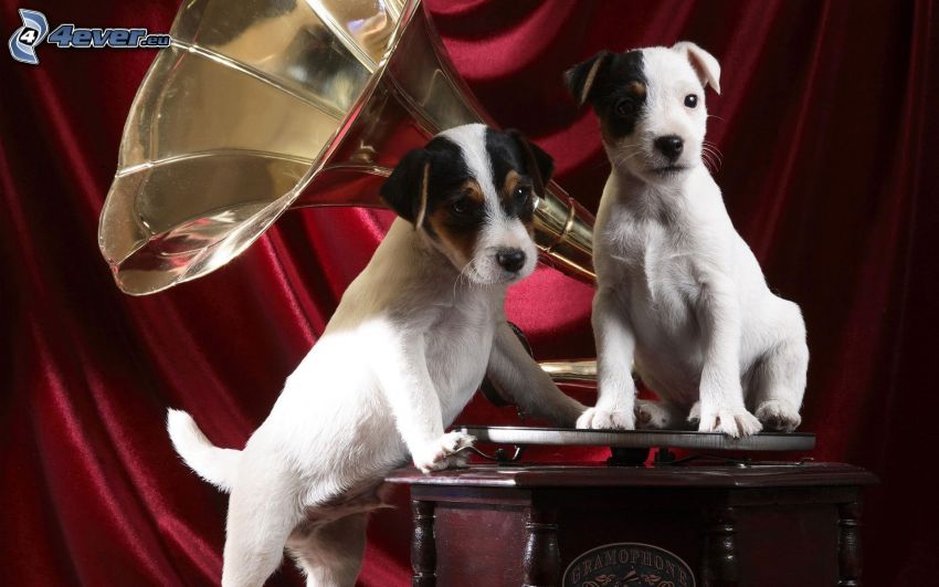 kutyák, gramofon