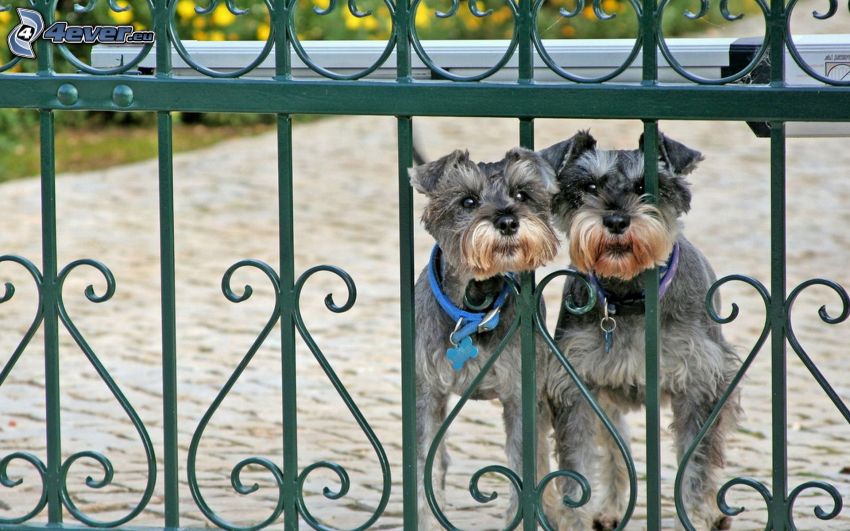 kutyák, kerítés